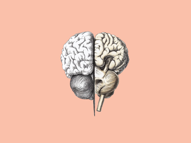 Two mashed up halves of a brain in the shape of a heart (OpenAI Latest AI Model, GPT-4.5, Now Accessible to More ChatGPT Users)