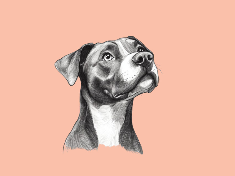 An AI-generated image of a dog (Fi)